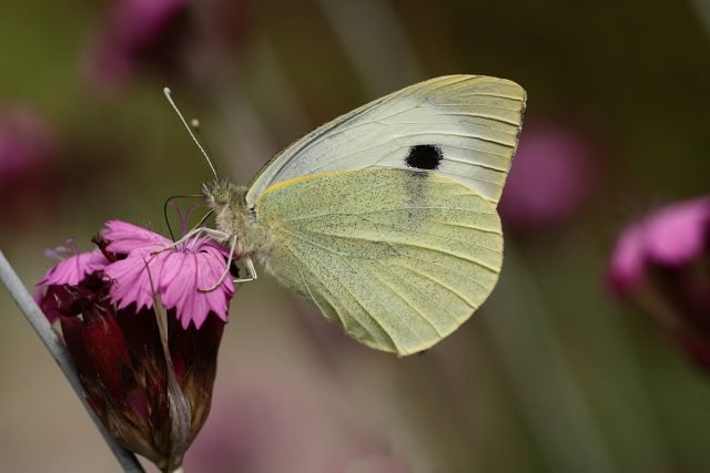 Waarom zijn witte vlinders gevaarlijk in de tuin en hoe ermee om te gaan? Foto