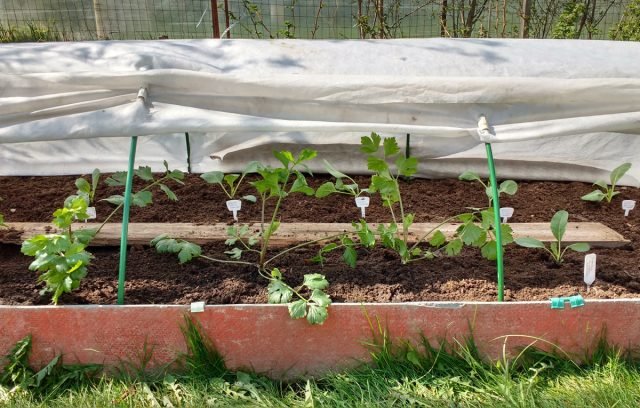 Wat ik zaailingen en andere planten bescherm tegen slecht weer