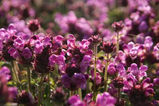 Wat beroemd is om de zwarte kop van de grote groente groente - helemaal over de kleur van de grondcoverplant. Foto