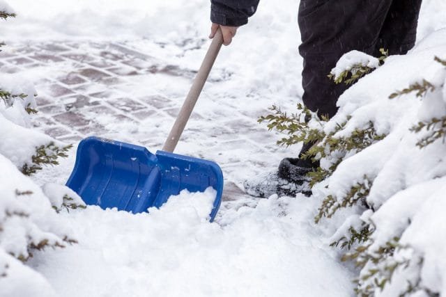 Wat moet je niet vergeten om de tuinman in januari te doen? Lijst met werken. Foto