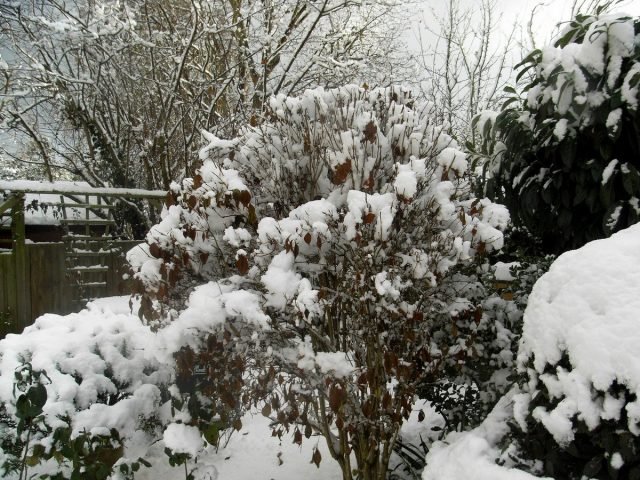 Wat moet je niet vergeten om de tuinman in januari te doen? Lijst met werken. Foto