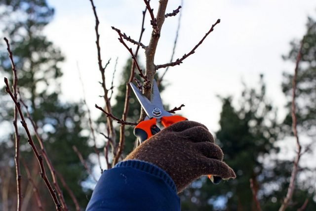 Wat moet je niet vergeten om de tuinman in januari te doen? Lijst met werken. Foto