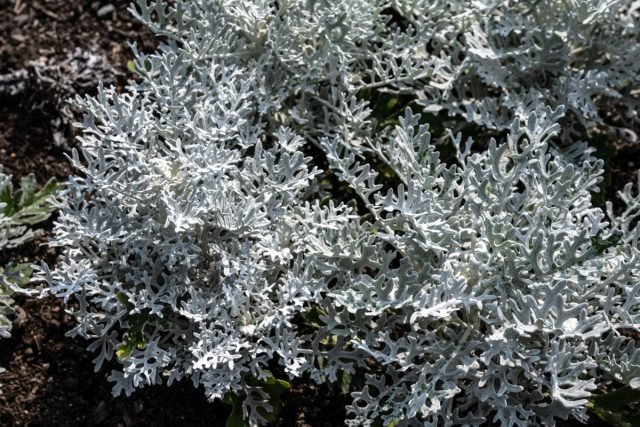 10 groenblijvende planten die de tuin in de winter zullen versieren. Foto