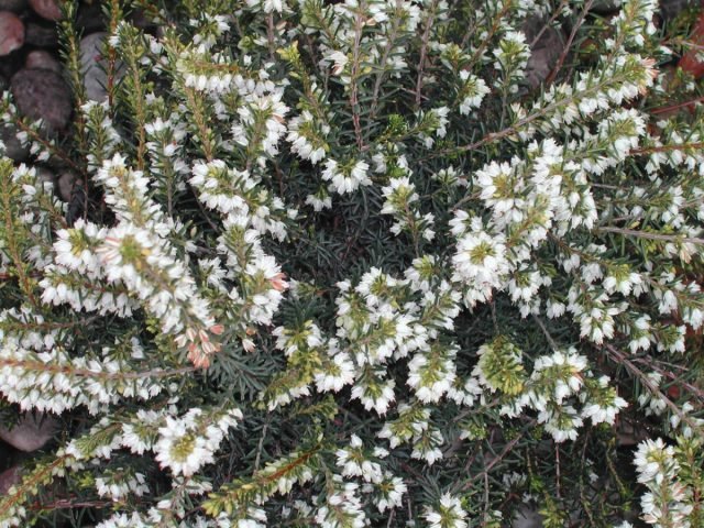 10 groenblijvende planten die de tuin in de winter zullen versieren. Foto