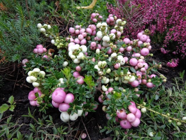 10 groenblijvende planten die de tuin in de winter zullen versieren. Foto