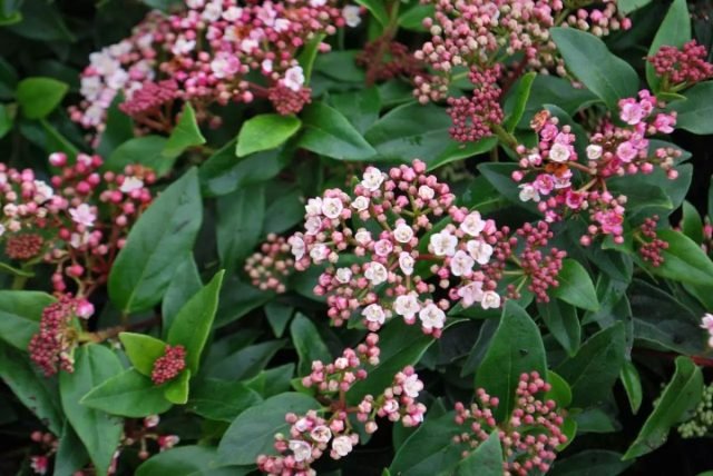 10 groenblijvende planten die de tuin in de winter zullen versieren. Foto