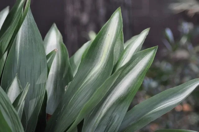 10 binnenplanten die je nog niet hebt gezien. Foto, Kaleyard 10 binnenplanten die je nog niet hebt gezien. Foto
