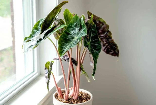 10 binnenplanten die je nog niet hebt gezien. Foto, Kaleyard 10 binnenplanten die je nog niet hebt gezien. Foto