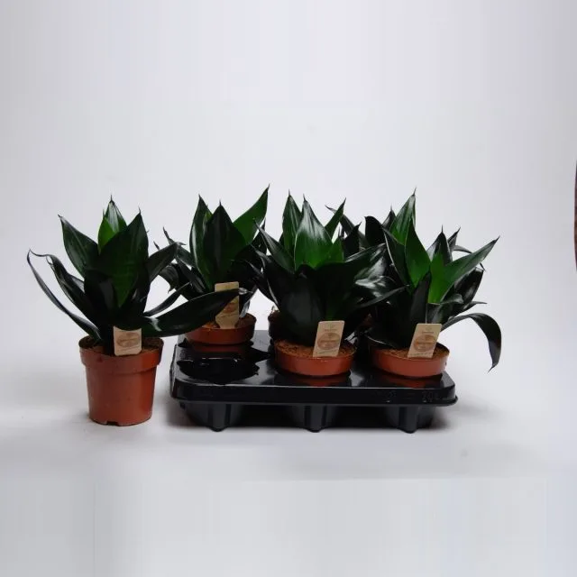 10 binnenplanten die je nog niet hebt gezien. Foto, Kaleyard 10 binnenplanten die je nog niet hebt gezien. Foto