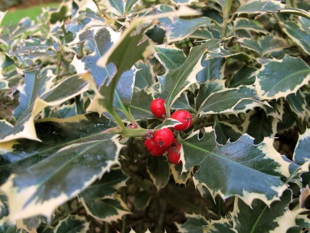 10 groenblijvende planten die de tuin in de winter zullen versieren. Foto