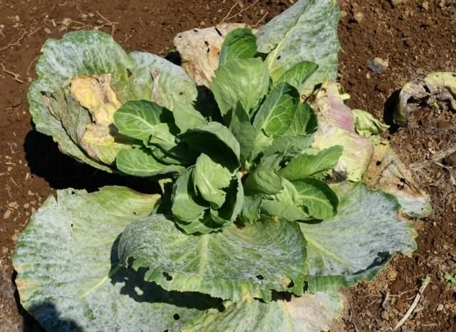 Hoe kom je uit poederachtige meeldauw? Strijdmethoden, middelen. Op planten. Foto