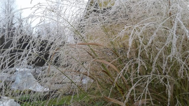 10 beste kruiden die de tuin in de winter zullen versieren. Foto