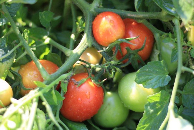 11 interessante variëteiten van tomaten die ik dit jaar heb opgevoed. Beschrijving. Foto