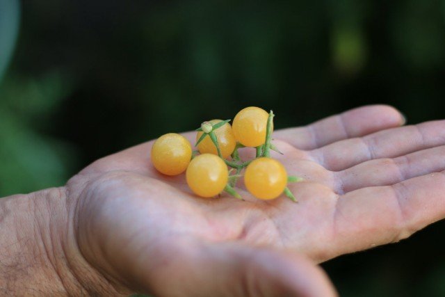 11 interessante variëteiten van tomaten die ik dit jaar heb opgevoed. Beschrijving. Foto