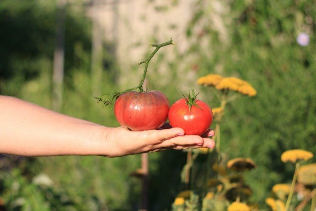 11 interessante variëteiten van tomaten die ik dit jaar heb opgevoed. Beschrijving. Foto