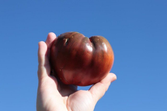 11 interessante variëteiten van tomaten die ik dit jaar heb opgevoed. Beschrijving. Foto