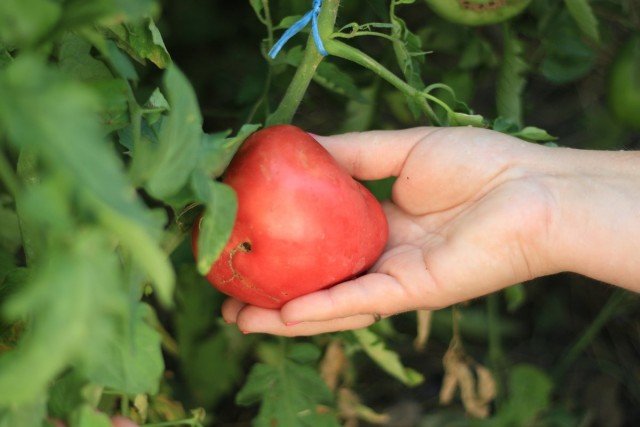 11 interessante variëteiten van tomaten die ik dit jaar heb opgevoed. Beschrijving. Foto