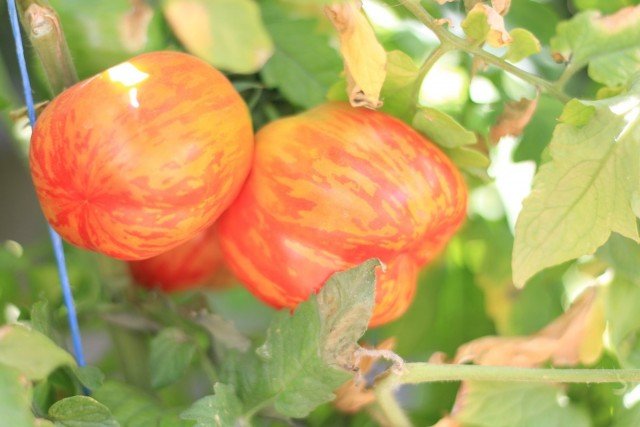 11 interessante variëteiten van tomaten die ik dit jaar heb opgevoed. Beschrijving. Foto