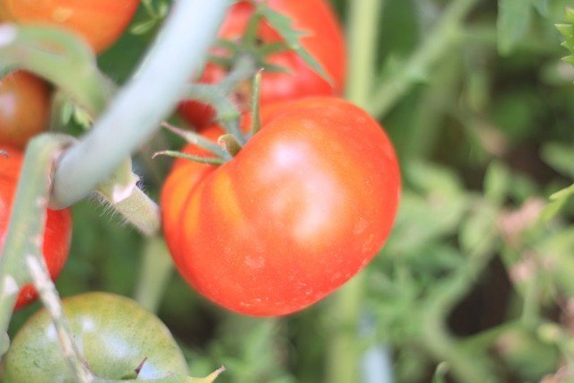 11 interessante variëteiten van tomaten die ik dit jaar heb opgevoed. Beschrijving. Foto