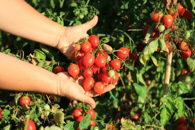 11 interessante variëteiten van tomaten die ik dit jaar heb opgevoed. Beschrijving. Foto