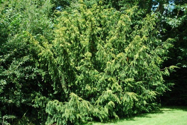 10 groenblijvende planten die de tuin in de winter zullen versieren. Foto