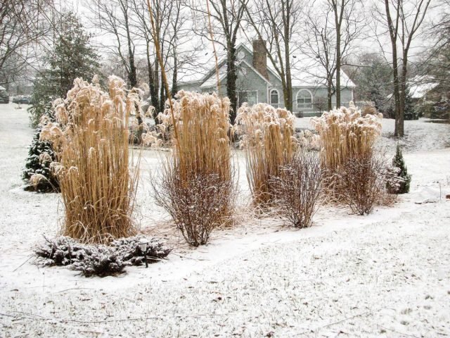 10 beste kruiden die de tuin in de winter zullen versieren. Foto