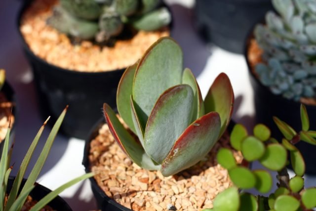 10 onsterfelijke planten voor uw vensterbank. Foto