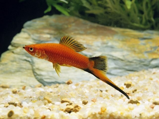 10 Beste aquariumvissen voor beginners. Namen, beschrijvingen, inhoudsvoorwaarden. Foto