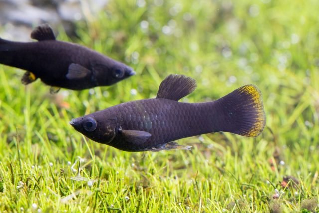 10 Beste aquariumvissen voor beginners. Namen, beschrijvingen, inhoudsvoorwaarden. Foto