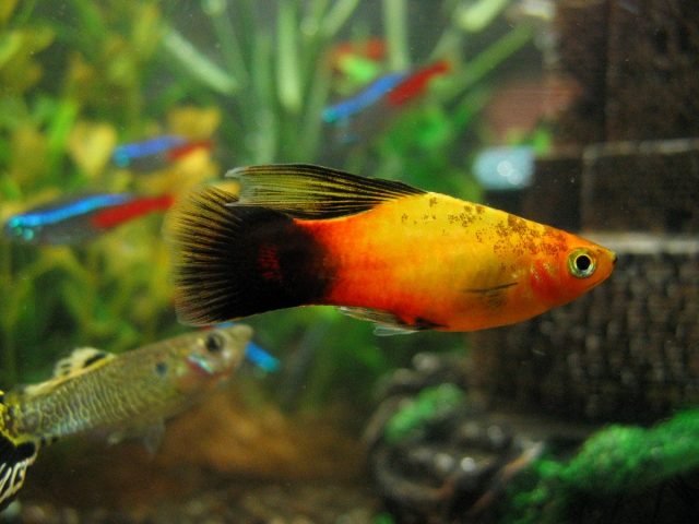 10 Beste aquariumvissen voor beginners. Namen, beschrijvingen, inhoudsvoorwaarden. Foto