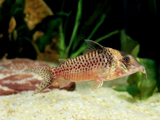 10 Beste aquariumvissen voor beginners. Namen, beschrijvingen, inhoudsvoorwaarden. Foto