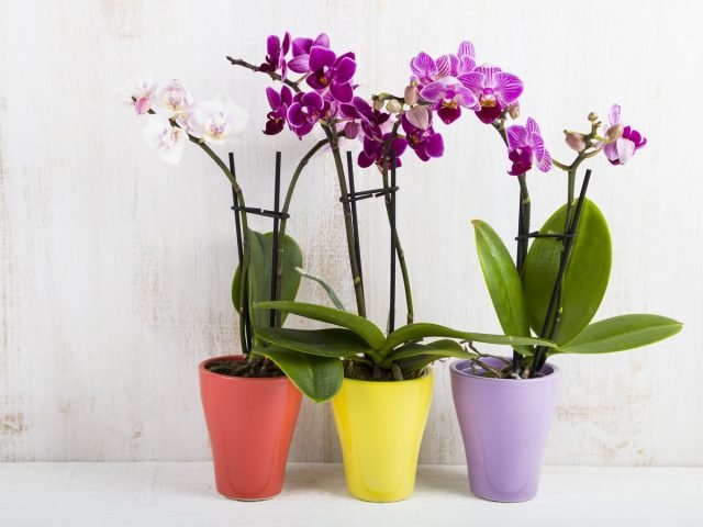 10 beste binnenplanten voor een geschenk. Een alternatief voor een boeket. Namen, beschrijvingen, foto's