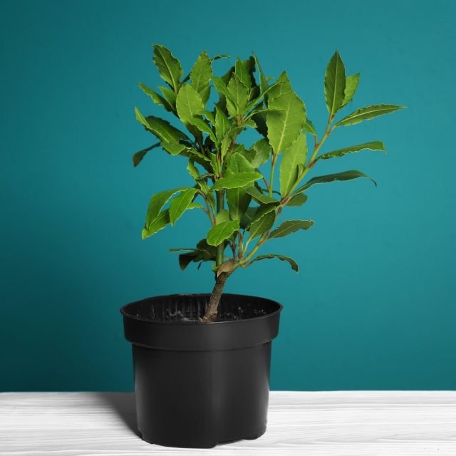 10 beste binnenplanten voor een geschenk. Een alternatief voor een boeket. Namen, beschrijvingen, foto's