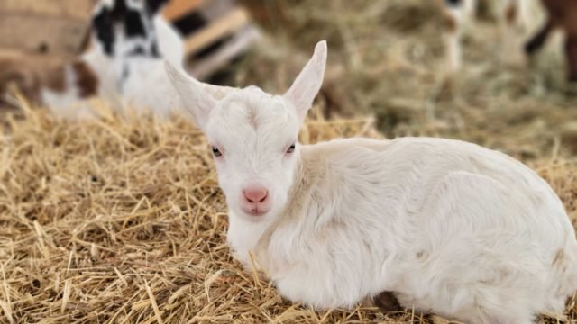 10 Fouten van het beginnende vee: hoe de dromen van zijn eigen boerderij niet te vernietigen. Foto