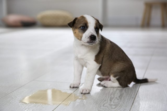 10 fouten van eigenaren van puppy's: hoe een gezonde en goed opgeleide hond te kweken. Foto