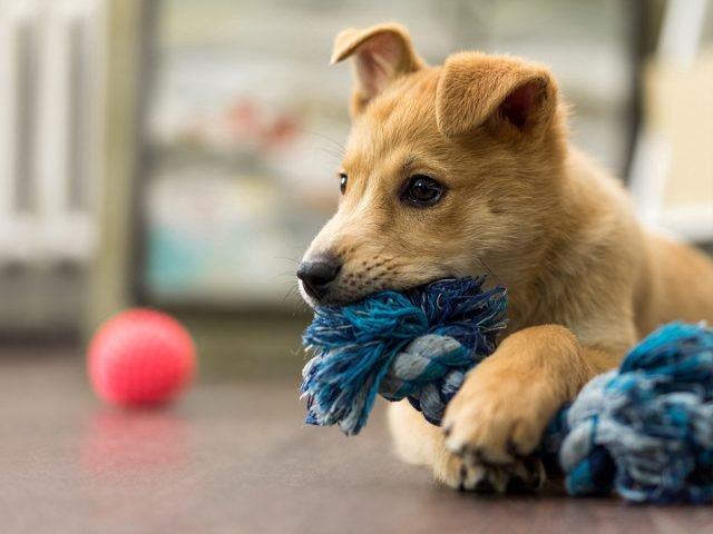 10 fouten van eigenaren van puppy's: hoe een gezonde en goed opgeleide hond te kweken. Foto