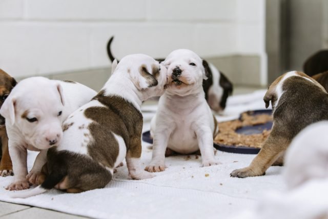 10 fouten van eigenaren van puppy's: hoe een gezonde en goed opgeleide hond te kweken. Foto