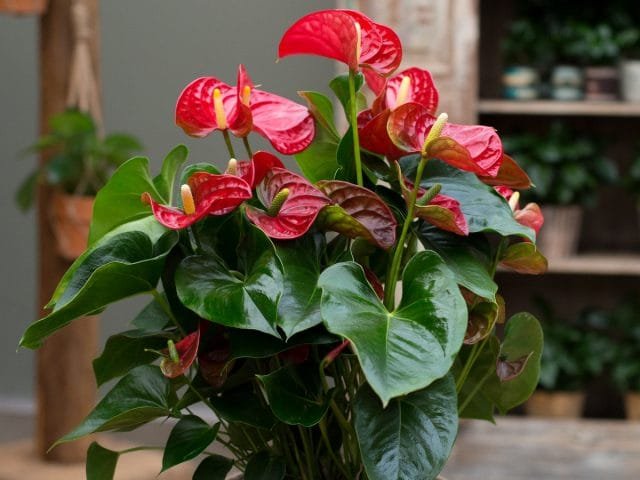 10 regels voor het groeien van anthurium voor langdurige bloei. Zorg thuis. Foto, Kaleyard 10 regels voor het groeien van anthurium voor langdurige bloei. Zorg thuis. Foto