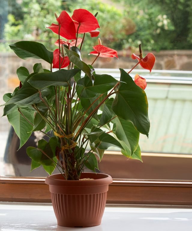 10 regels voor het groeien van anthurium voor langdurige bloei. Zorg thuis. Foto