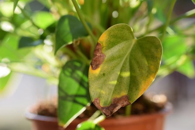 10 regels voor het groeien van anthurium voor langdurige bloei. Zorg thuis. Foto