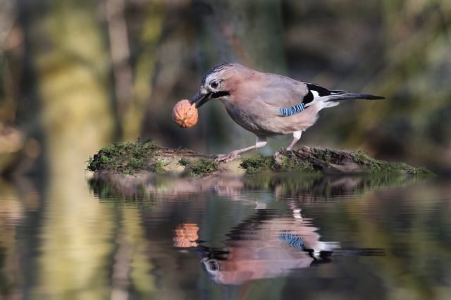 10 redenen waarom de vijver op de site een ideale oplossing is. Foto