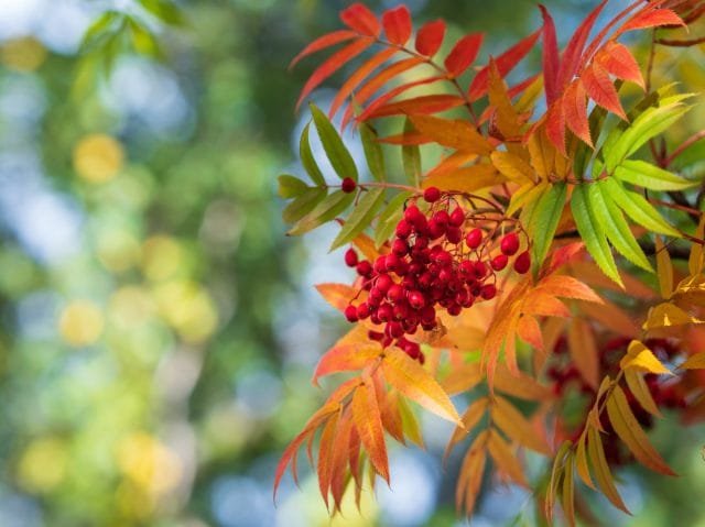 10 planten om kleuren te geven aan de herfsttuin. Foto