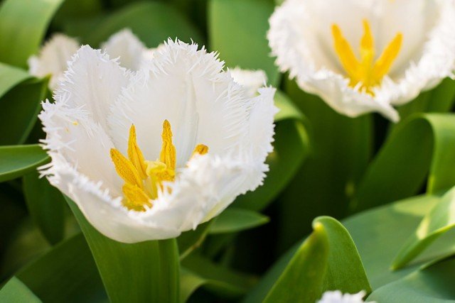 10 meest modieuze witte variëteiten van tulpen. Beschrijving, foto