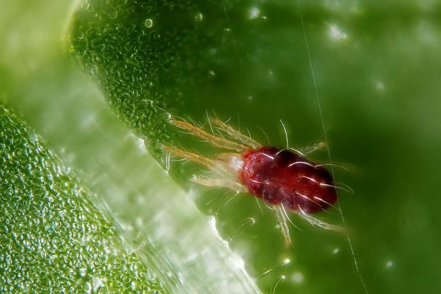 10 meest voorkomende ongedierte van binnenplanten. Beschrijving, strijdmethoden. Foto