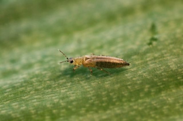 10 meest voorkomende ongedierte van binnenplanten. Beschrijving, strijdmethoden. Foto