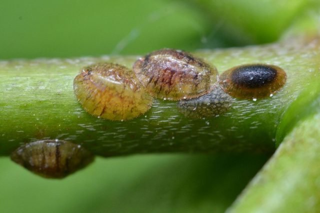 10 meest voorkomende ongedierte van binnenplanten. Beschrijving, strijdmethoden. Foto