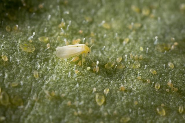 10 meest voorkomende ongedierte van binnenplanten. Beschrijving, strijdmethoden. Foto