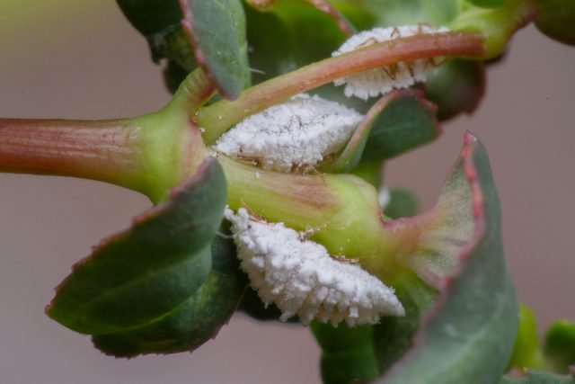 10 meest voorkomende ongedierte van binnenplanten. Beschrijving, strijdmethoden. Foto