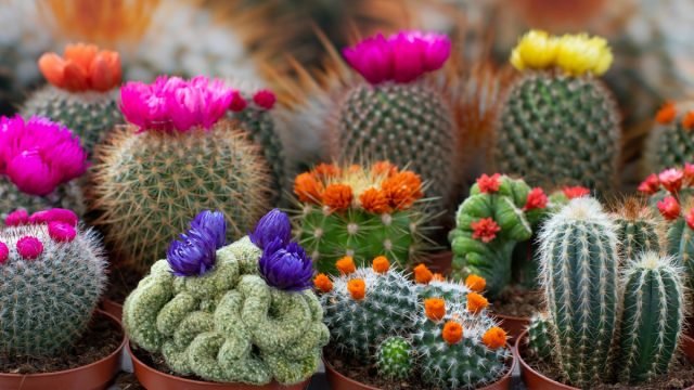 De 10 meest droogte -resistente planten zijn echte woestijnbewoners in uw appartement. Foto