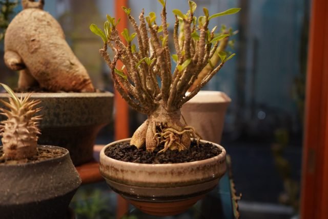 De 10 meest droogte -resistente planten zijn echte woestijnbewoners in uw appartement. Foto